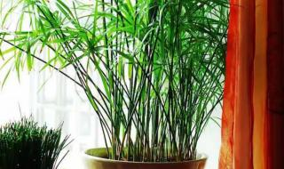 盆栽竹子有几种 盆栽竹子的种类